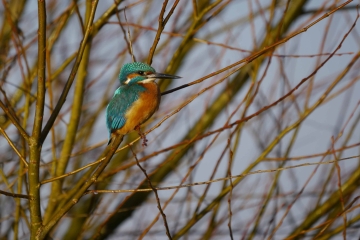 Kingfisher sightings